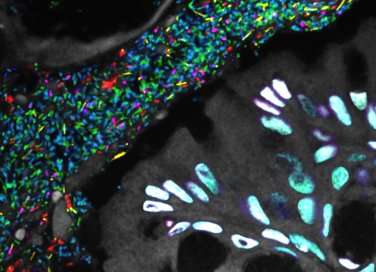 Researchers create map of the gut's microbial landscape
