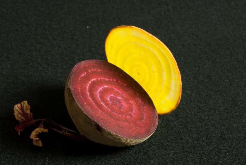 Researchers discover an evolutionary stepping stone to beet-red beets