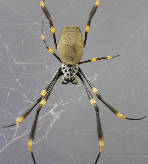 3-D printing spiders