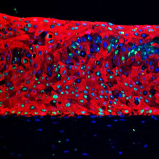 3-D skin made of stem cells treats backbone birth defect in rodents