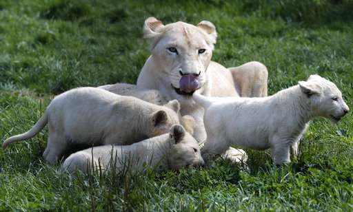 5 critically endangered white lions born in Czech zoo