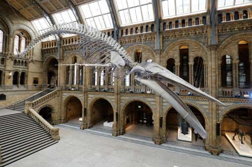 A 25.2 metre (83-foot) skeleton of a blue whale named 'Hope' pictured suspended from the ceiling after being unveiled at the Nat