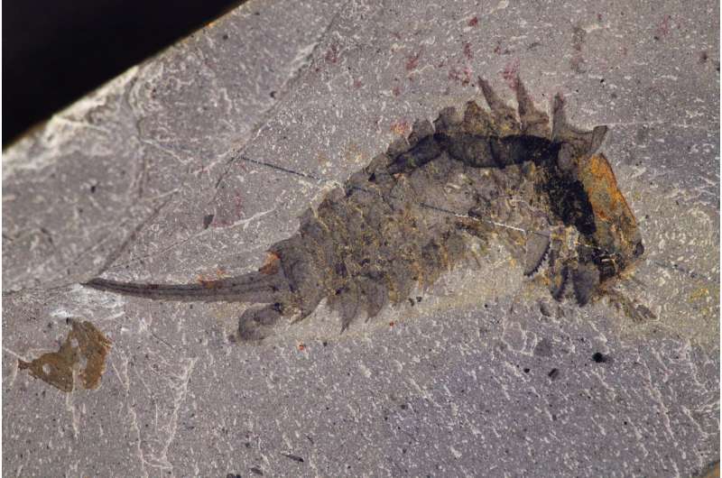A 508-million-year-old sea predator with a 'jackknife' head
