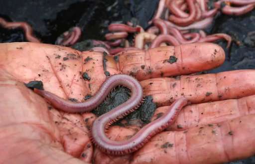 Bloodworms and Other Wriggly Beach Dwellers: Lawrence, Ellen