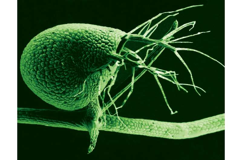 A carnivorous plant's prized genetic treasures, unveiled