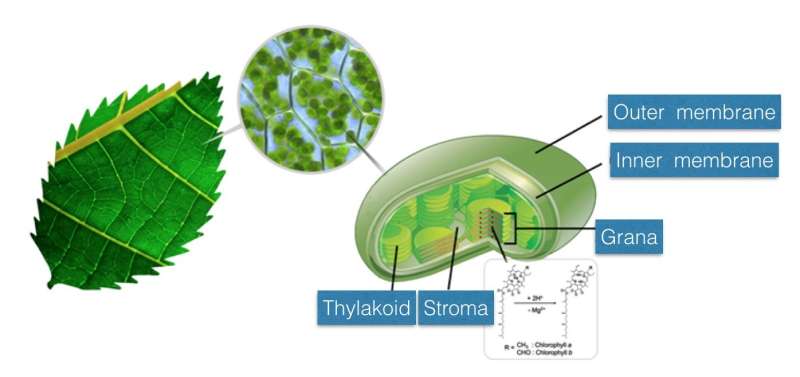 Accelerated chlorophyll reaction in microdroplets to reveal secret of photosynthesis