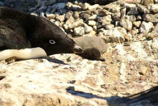 Adelie penguin chicks starve to death at Dumount d'Urville station on Petrels Island on Antartica