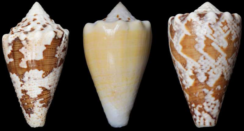 An alternative to opioids? Compound from marine snail is potent pain reliever