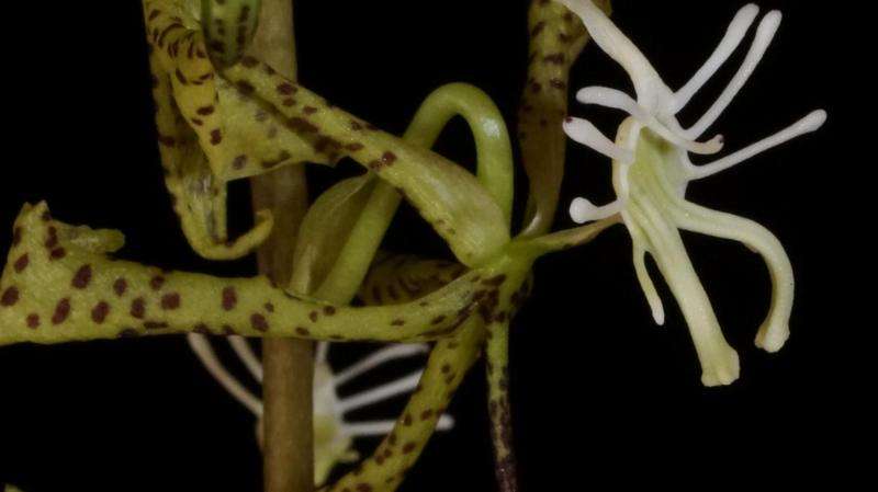 Andean orchids – not so ancient