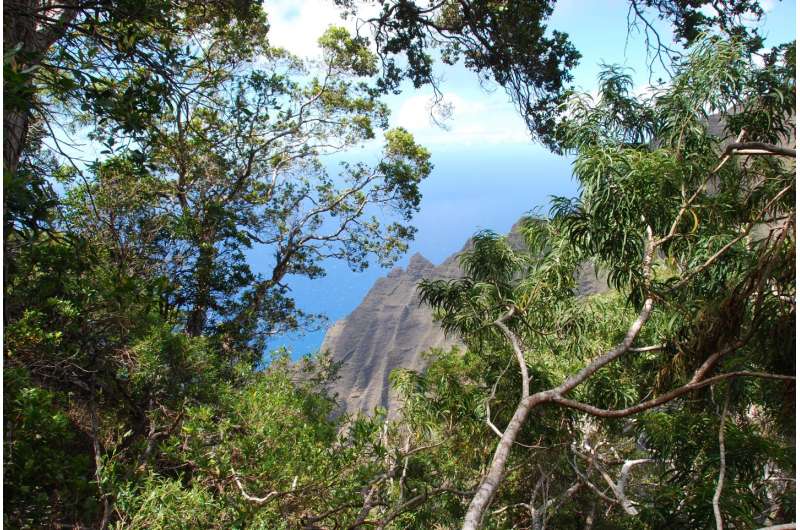 A new critically endangered tree species depends on unique habitat found only on Kaua'i