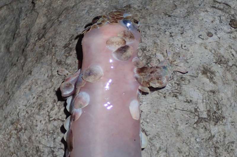 A new species of gecko with massive scales and tear-away skin