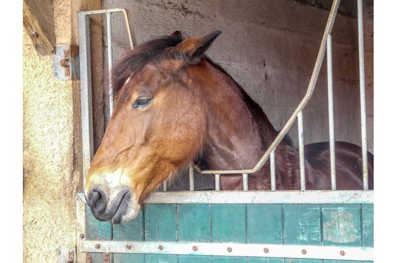 Animal welfare: Potential new indicator of chronic stress in horses