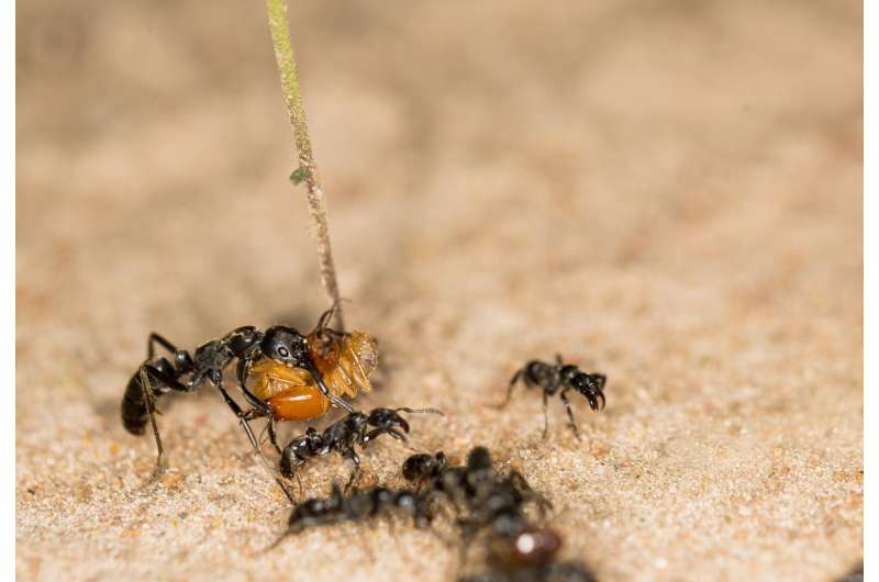Ants rescue their injured