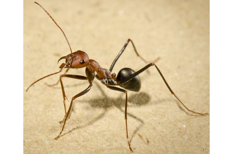 Ants use sun and memories to guide their backwards walk home