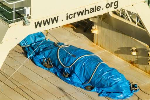 A photo released by activist group Sea Shepherd on January 15, 2017 purportedly shows a covered dead minke whale onboard Japanes