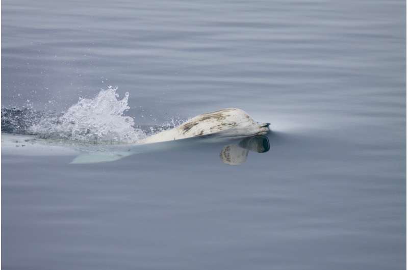 Arctic sea ice loss impacts beluga whale migration