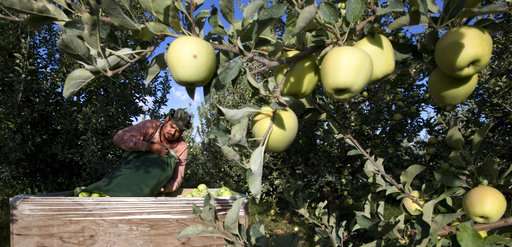 A robot that picks apples? Replacing humans worries some