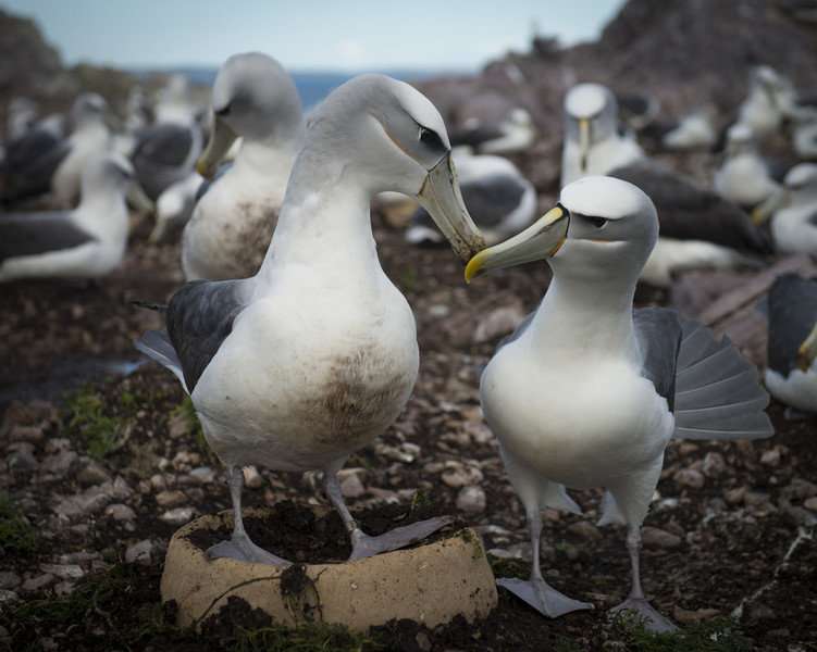 Artificial nests aim to increase Shy Albatross breeding success