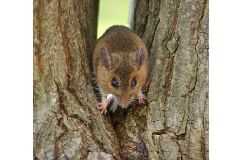 As climate warms, mice morph