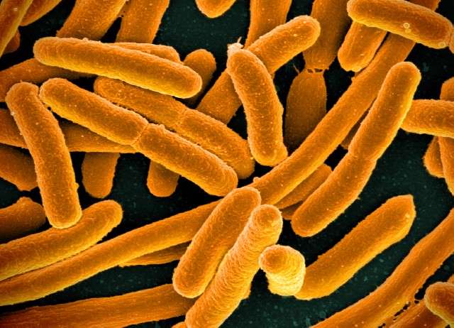 A simple bacteria reveals how stress drives evolution