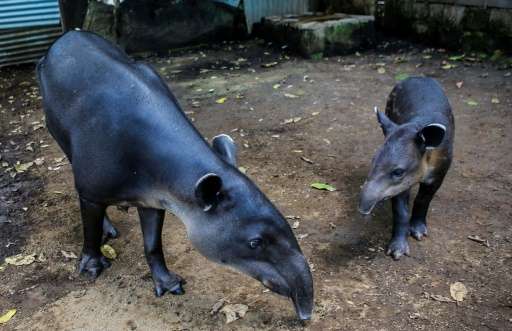 A tapir calf and its mother look for food at the National Zoo in Masaya, Nicaragua on August 29, 2017