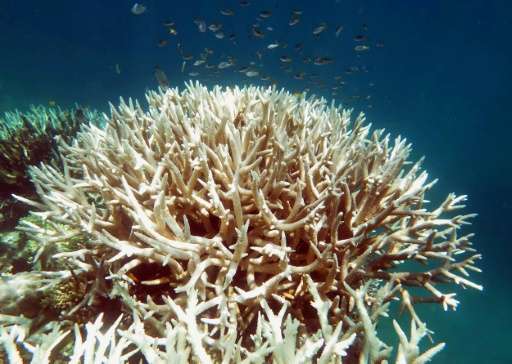 Australia's Great Barrier Reef is suffering a fourth round of coral bleaching this year, after being hit in 1998, 2002 and 2016