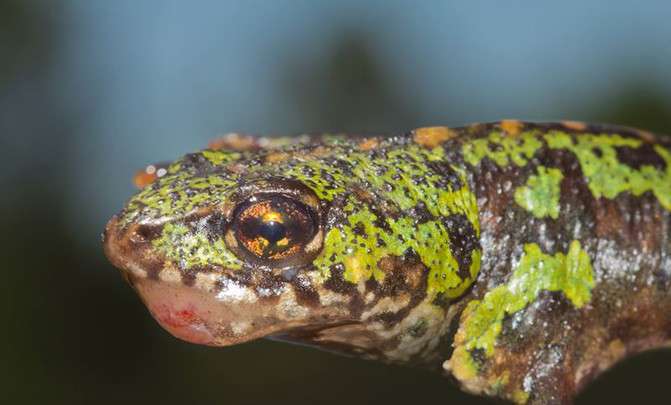 A virus lethal to amphibians is spreading across Portugal