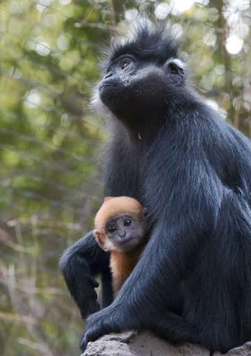 Baby monkeys swing into view at Los Angeles Zoo