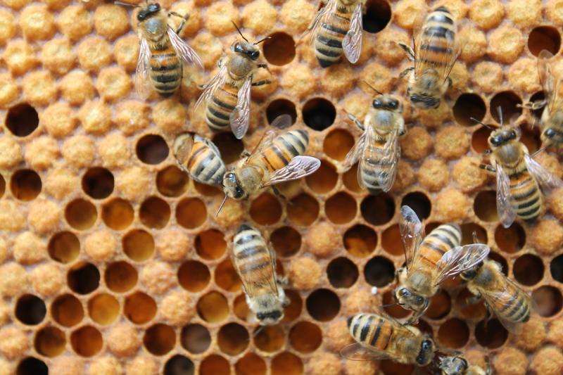 Bees face heavy pesticide peril from drawn-out sources