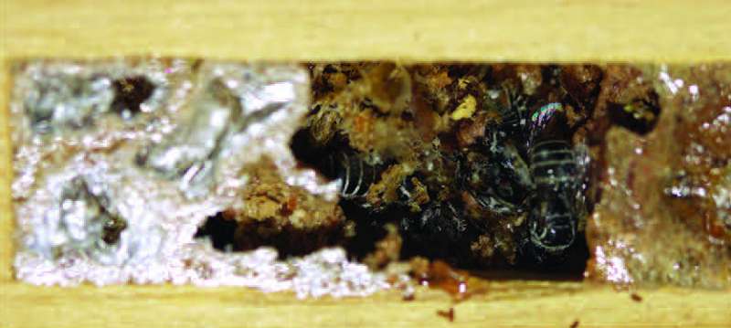 Bee species with little known nesting-behavior observed to use plastic instead of leaves