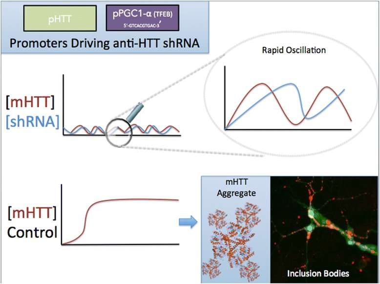 BGRF and SILS scientists analyze viability of shRNA therapy for Huntington's Disease