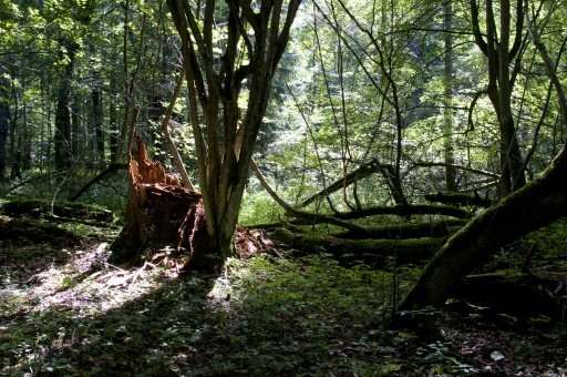 Bialowieza Forest, in Poland, is one of Europe's last primeval forests
