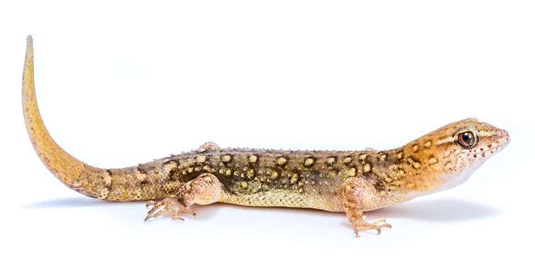 Big-headed gecko shows human actions are messing with evolution
