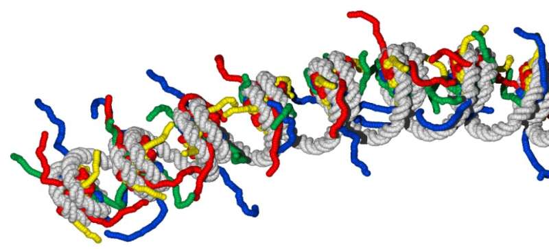 Biophysicists unravel exact folding of a single gene