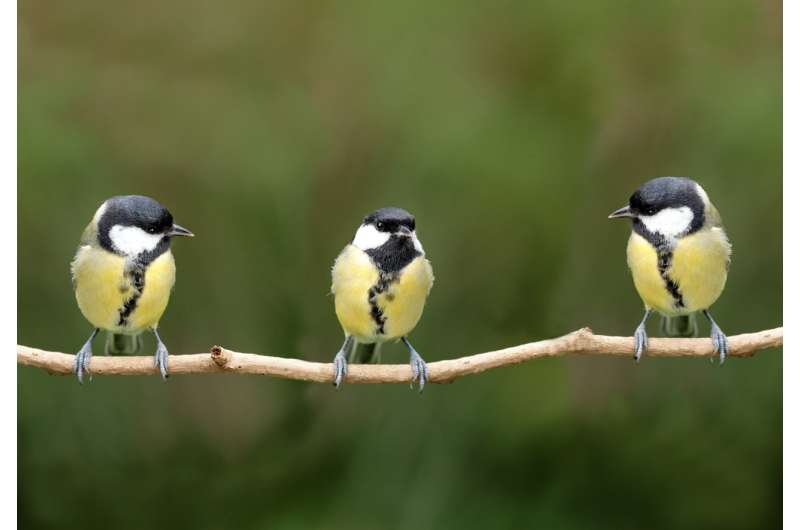 Birds learn from each other's 'disgust,' enabling insects to evolve bright colors