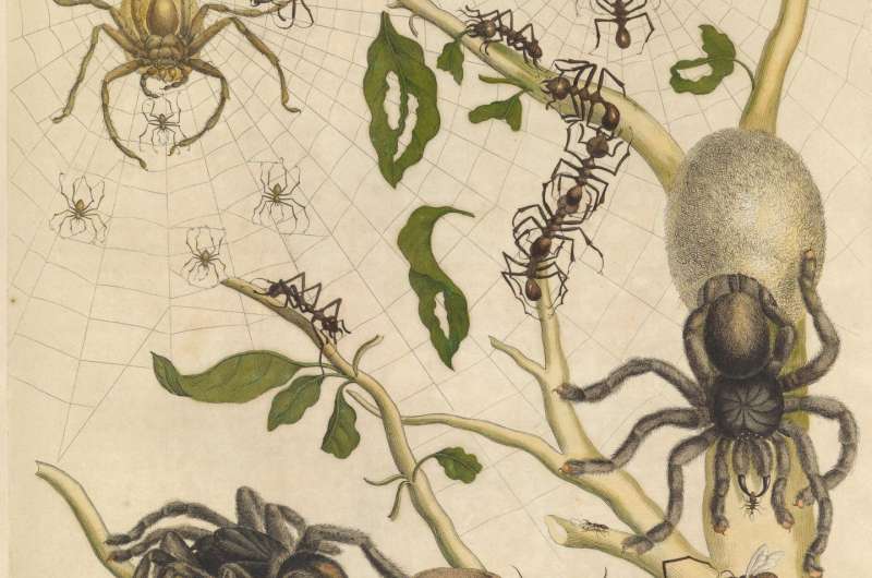 Bird spiders detectives: The solution to a 200-year-old hairy mystery