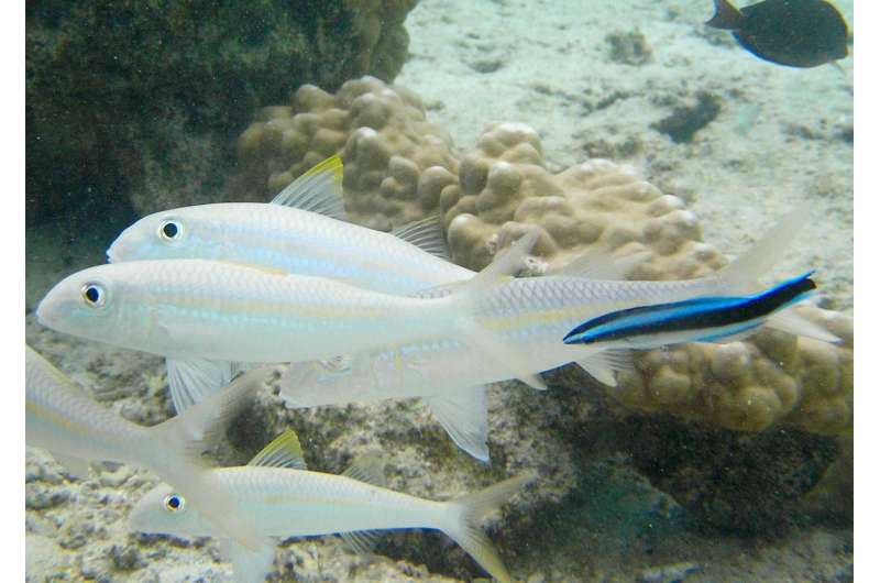 Boat noise disrupts fish cooperation