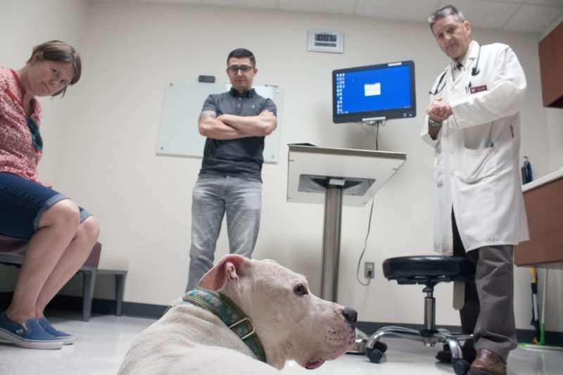 Brain tumor treatment for dogs may soon be used in human patients