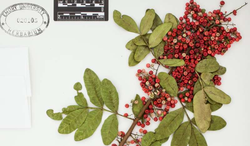 Brazilian peppertree packs power to knock out antibiotic-resistant bacteria