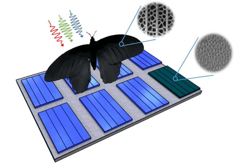 Butterfly wing inspires photovoltaics: Light absorption can be enhanced by up to 200 percent