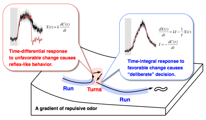 Calcium dynamics regulating the timing of decision-making in C. elegans