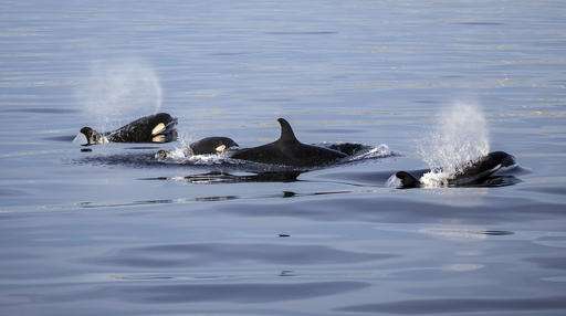 California whale watchers see rare orcas, including calf