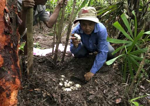 Cambodia conservationists find rare cache of crocodile eggs