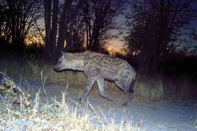 Camera-trap research paves the way for global monitoring networks