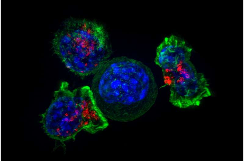 Cancer immunotherapy may work better in patients with specific genes