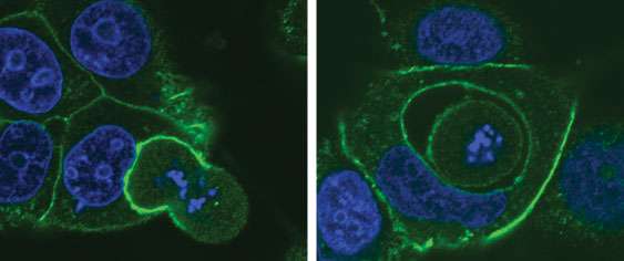Cannibal cells may limit cancer growth