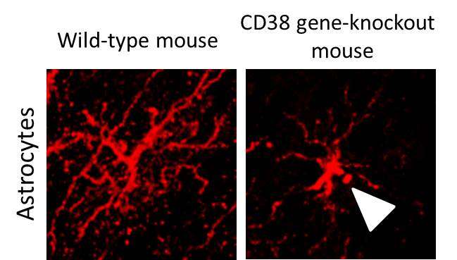 CD38 gene is identified to be important in postnatal development of the cerebral cortex