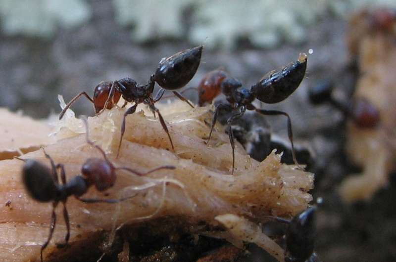 Chemical profile of ants adapts rapidly