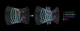 Chromosome mechanics guide nuclear assembly