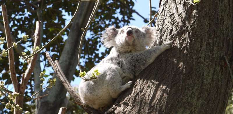 Chronic stress and habitat loss are flooring koalas